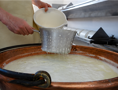 Traditional Ossau-Iraty Cheese Making – Basque Country