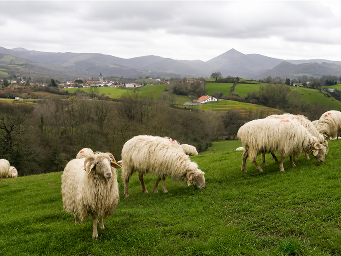 Sheep and Landscapes of Inland Basque Country – Hotel MENDY