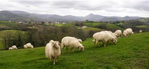 Sheep and Landscapes of Inland Basque Country – Hotel MENDY - Hotel Mendy, hotel à St jean Pied de Port
