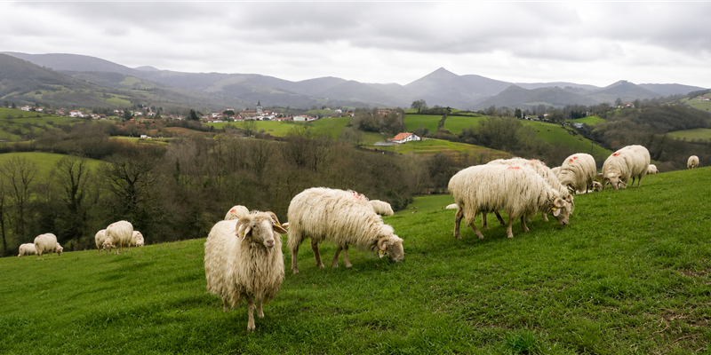 Sheep and Landscapes of Inland Basque Country – Hotel MENDY - Hotel Mendy, hotel à St jean Pied de Port